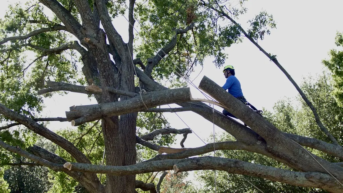 Professional Hazardous Tree Removal performed by certified arborists in Spiro