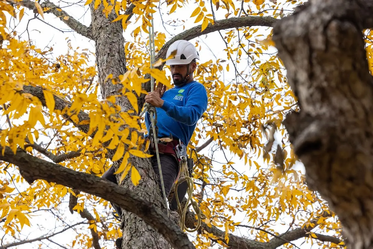 Skilled Tree Pruning crew working in Spiro